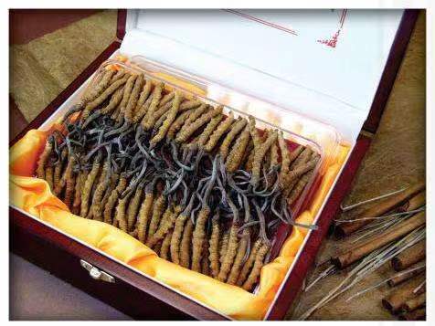 岗巴冬虫夏草回收